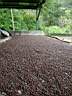 Schage des grains de caf  la cooprative
